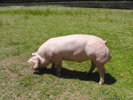 Belgian Landrace - pig breeds | goris jishebi | ღორის ჯიშები